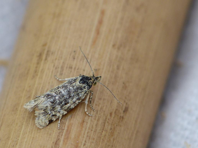 Aethes williana &copy; BARBIER Simon