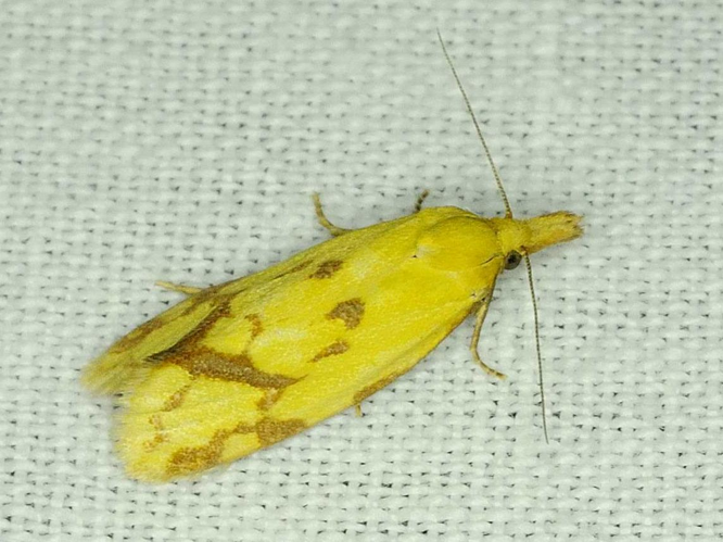 Agapeta hamana &copy; MATHOT William