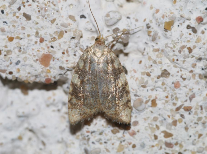 Aleimma loeflingiana &copy; DANTEN Benoit