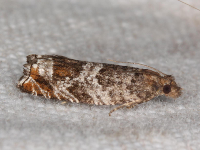 Ancylis achatana &copy; LETHEVE Xavier