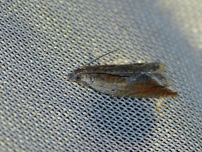 Ancylis diminutana &copy; BARBIER Simon