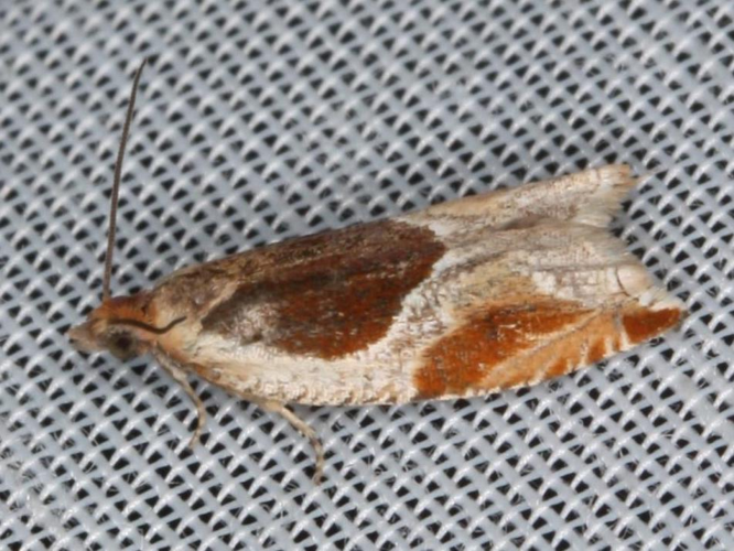 Ancylis unculana &copy; LETHEVE Xavier