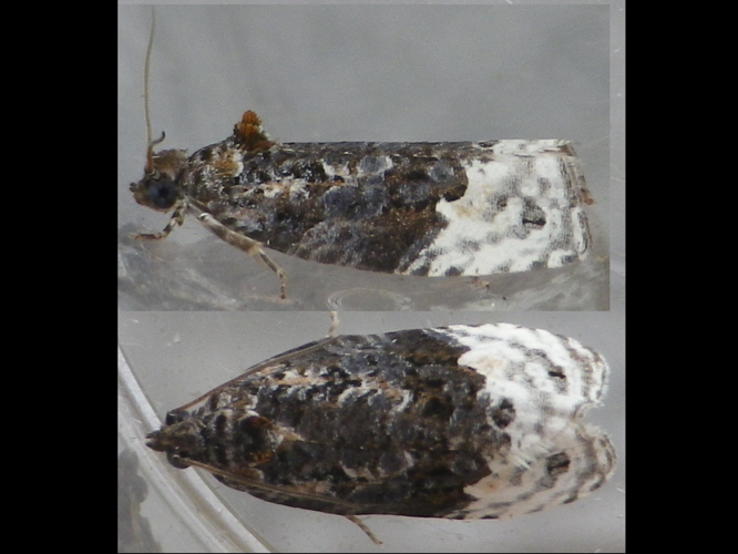 Apotomis betuletana &copy; HALLART Guénael