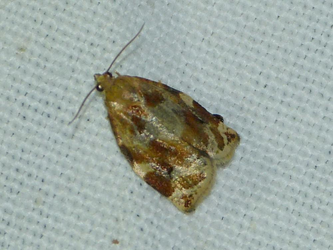 Archips crataegana &copy; BARBIER Simon