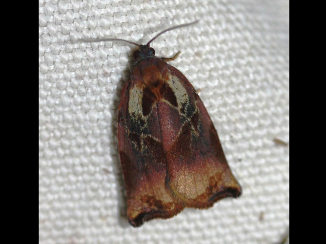 Archips podana &copy; LETHEVE Xavier