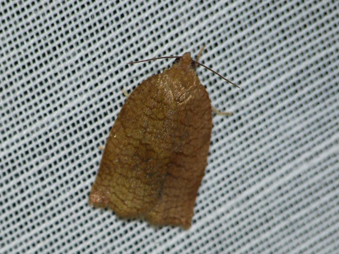 Archips rosana &copy; BARBIER Simon