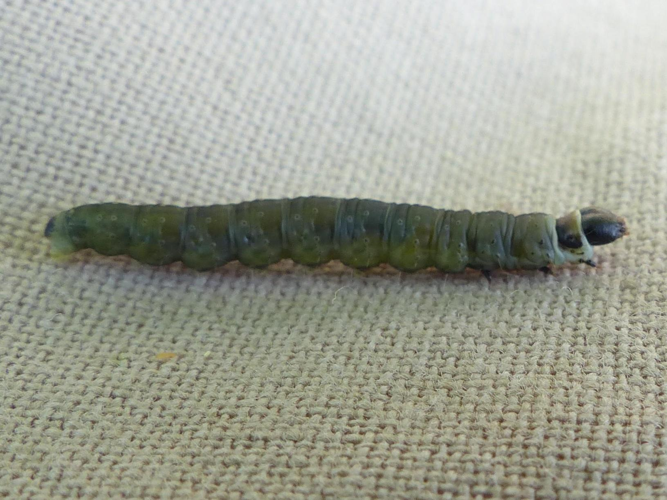 Archips xylosteana &copy; DEROZIER Carole