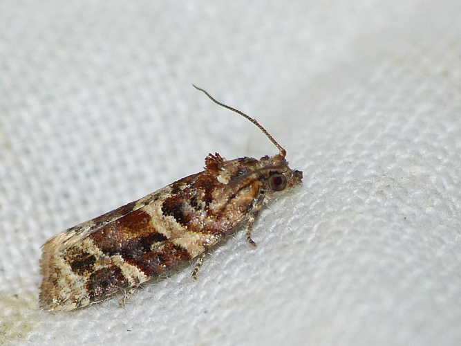 Argyrotaenia ljungiana &copy; BARBIER Simon