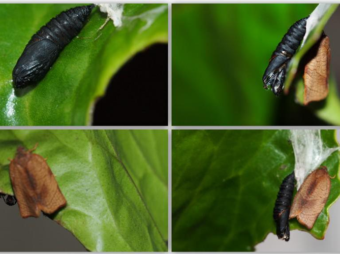 Cacoecimorpha pronubana &copy; GUILLEMOT Arlette