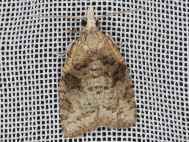 Capua vulgana &copy; LETHEVE Xavier