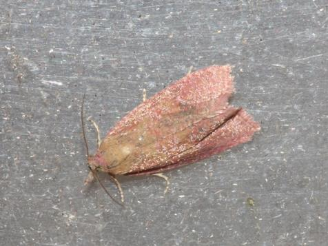 Celypha rosaceana &copy; DANTEN Benoit