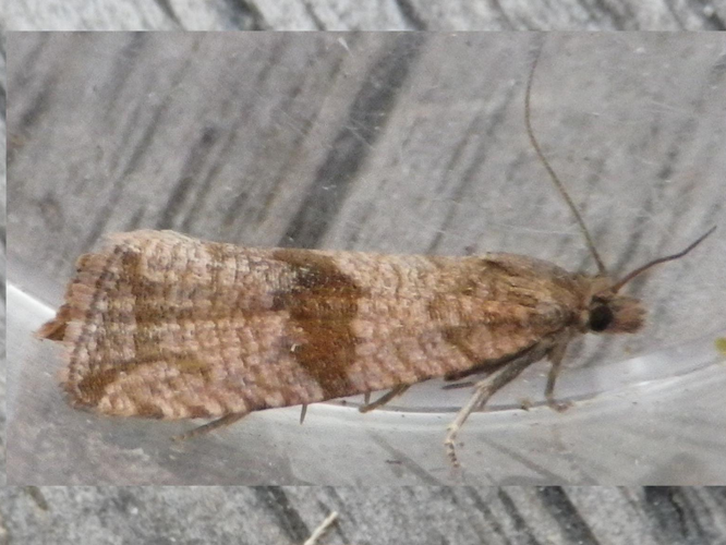 Celypha striana &copy; HALLART Guénael