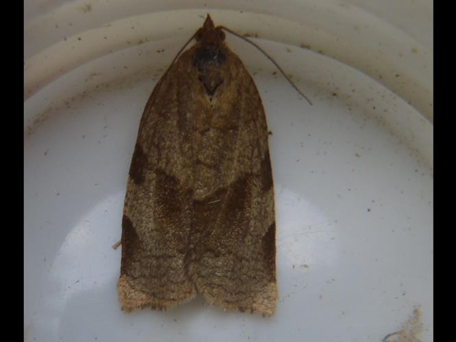 Choristoneura hebenstreitella &copy; HALLART Guénael