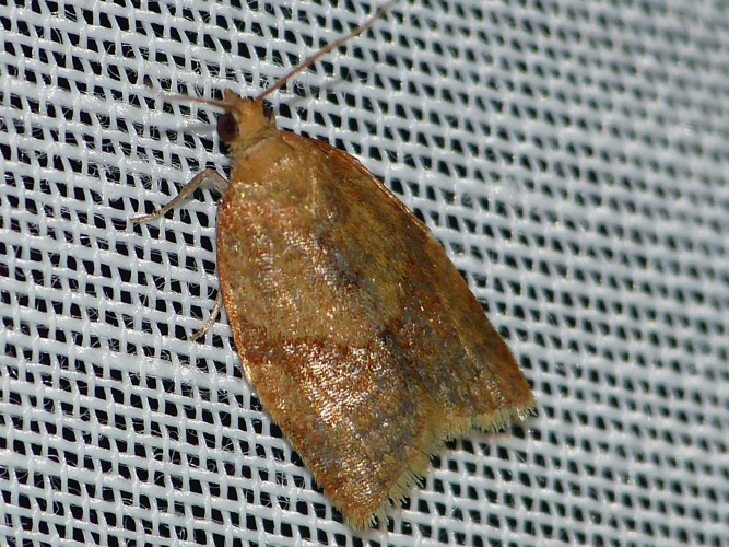 Clepsis consimilana &copy; BARBIER Simon