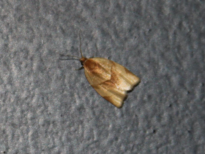 Clepsis rurinana &copy; COLINDRE Laurent