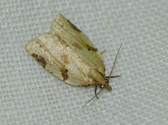 Clepsis spectrana &copy; BARBIER Simon