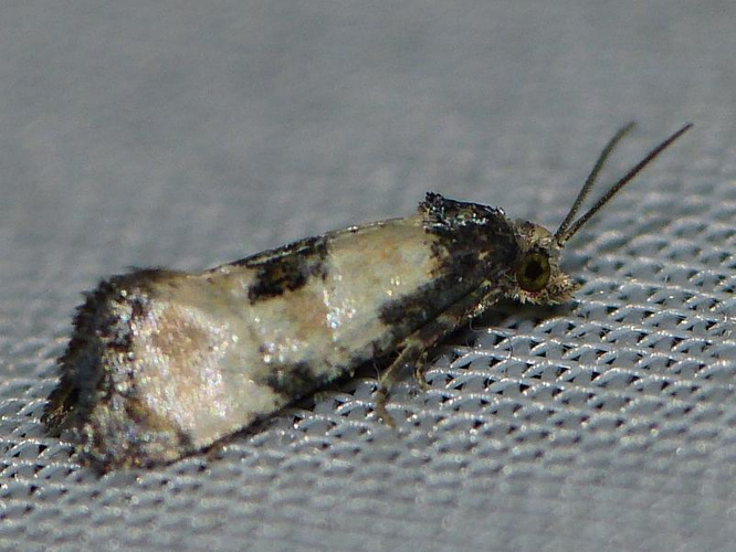 Cochylis dubitana &copy; BARBIER Simon