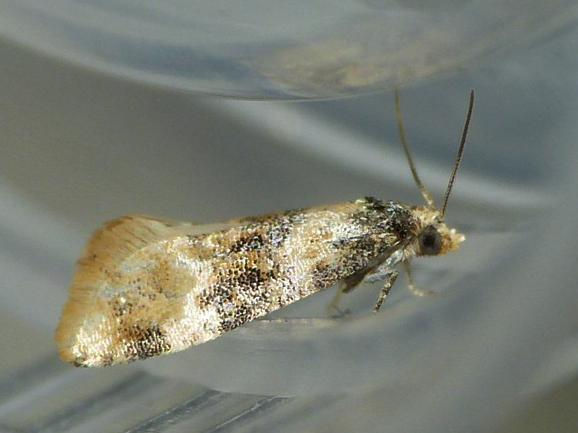 Cochylis nana &copy; BARBIER Simon