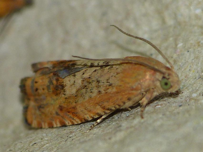 Cydia amplana &copy; BARBIER Simon