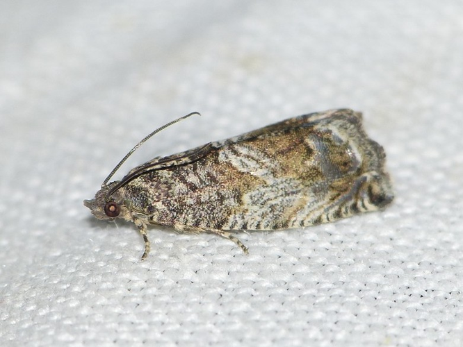 Cydia fagiglandana &copy; BARBIER Simon