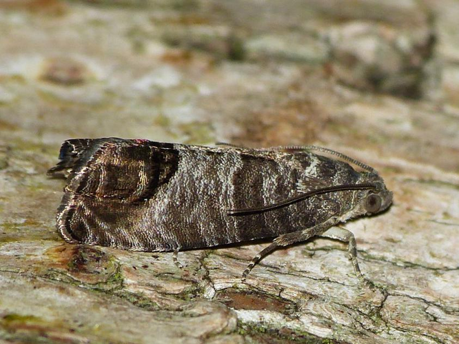 Cydia pomonella &copy; BARBIER Simon