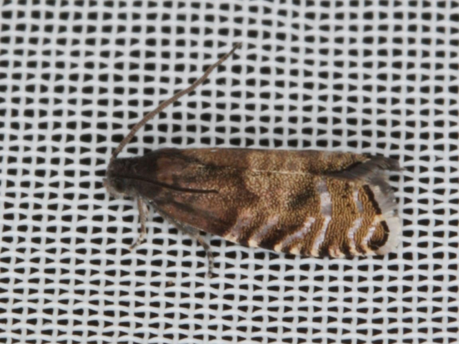 Cydia strobilella &copy; LETHEVE Xavier