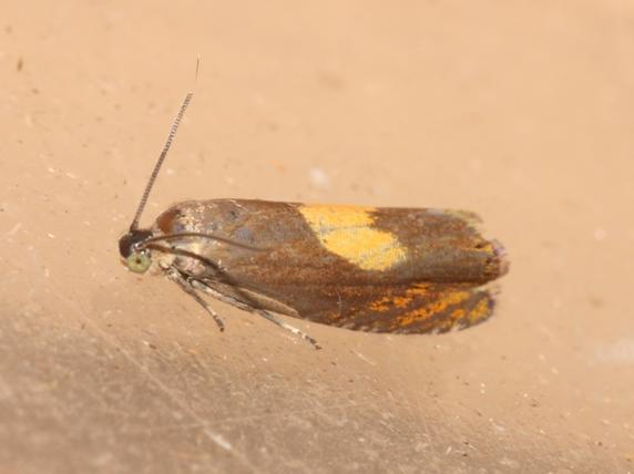 Dichrorampha alpinana &copy; DANTEN Benoit