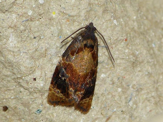 Ditula angustiorana &copy; BARBIER Simon