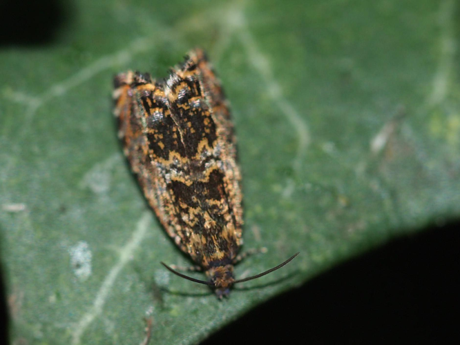 Enarmonia formosana &copy; GUILLEMOT Arlette