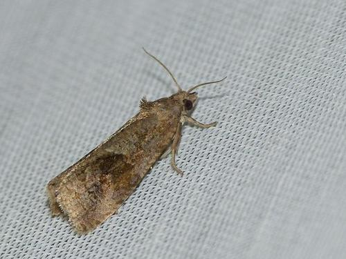 Endothenia ericetana © BARBIER Simon