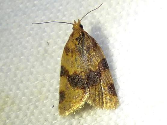 Epagoge grotiana &copy; DEROZIER Carole