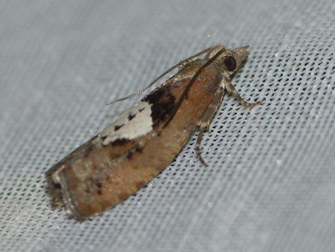 Epinotia brunnichana &copy; BARBIER Simon