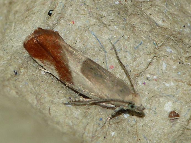 Epinotia cruciana &copy; BARBIER Simon