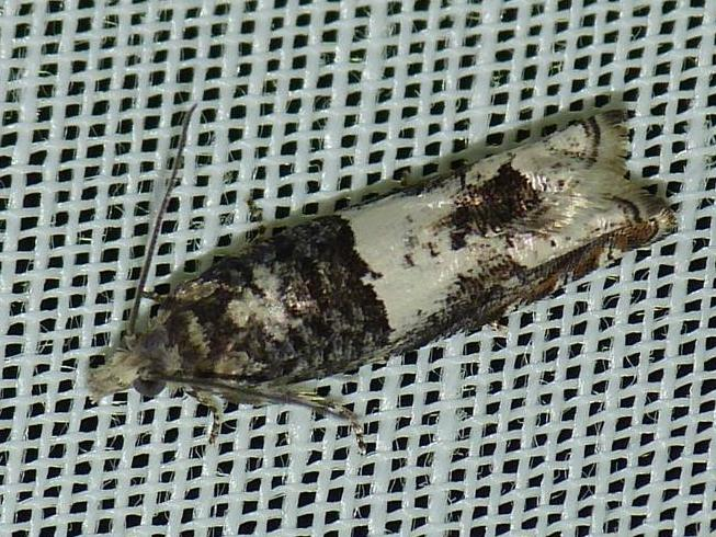 Epinotia demarniana &copy; BARBIER Simon