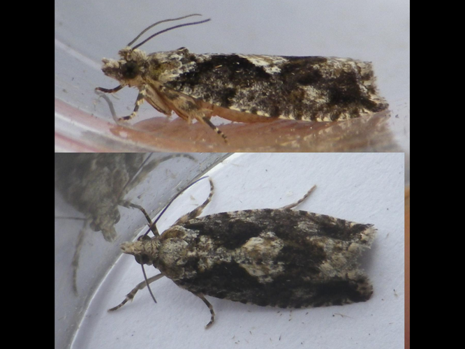 Epinotia immundana &copy; HALLART Guénael