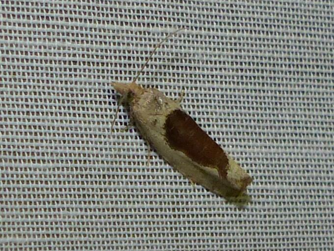 Epinotia solandriana &copy; DEROZIER Carole