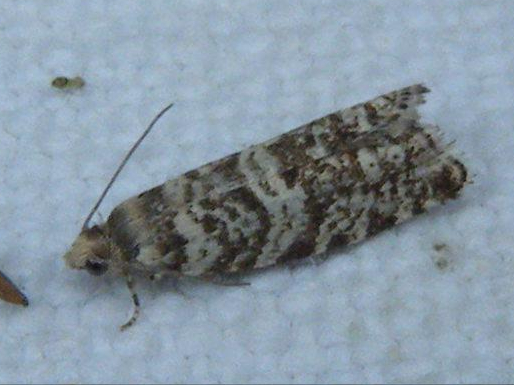 Epinotia tedella &copy; HALLART Guénael