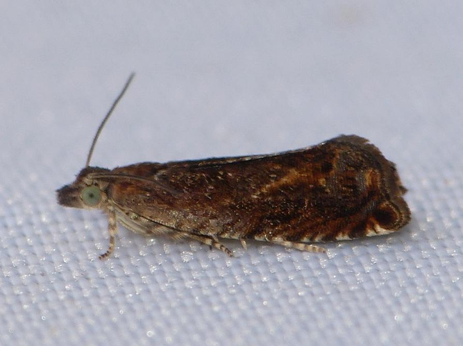 Epinotia tenerana &copy; BARBIER Simon
