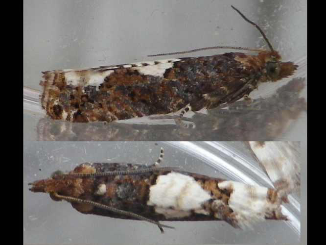 Epinotia trigonella &copy; HALLART Guénael