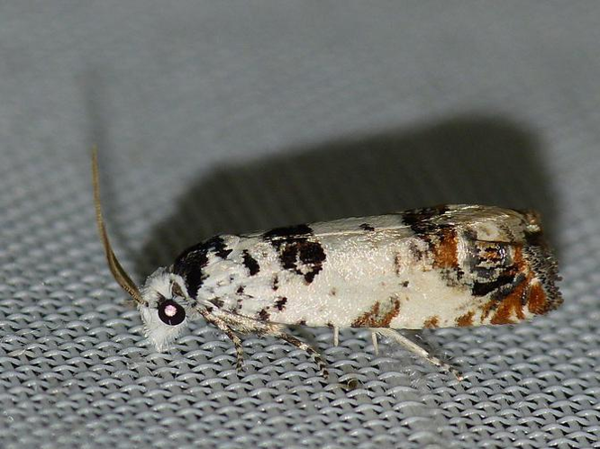 Eucosma campoliliana &copy; BARBIER Simon