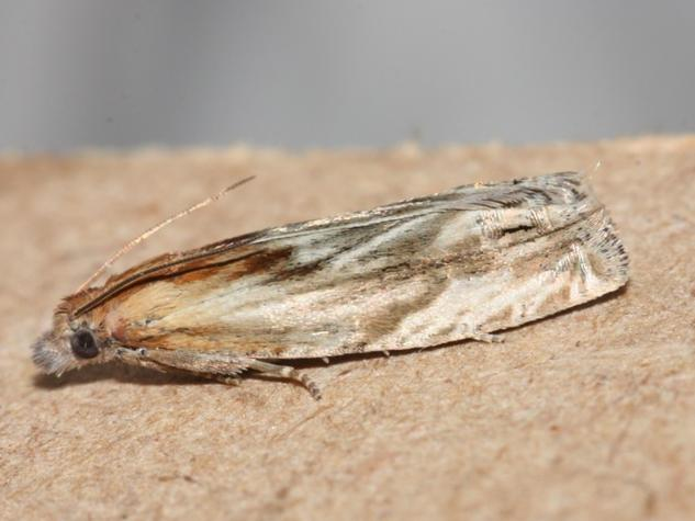 Eucosma cana &copy; DANTEN Benoit