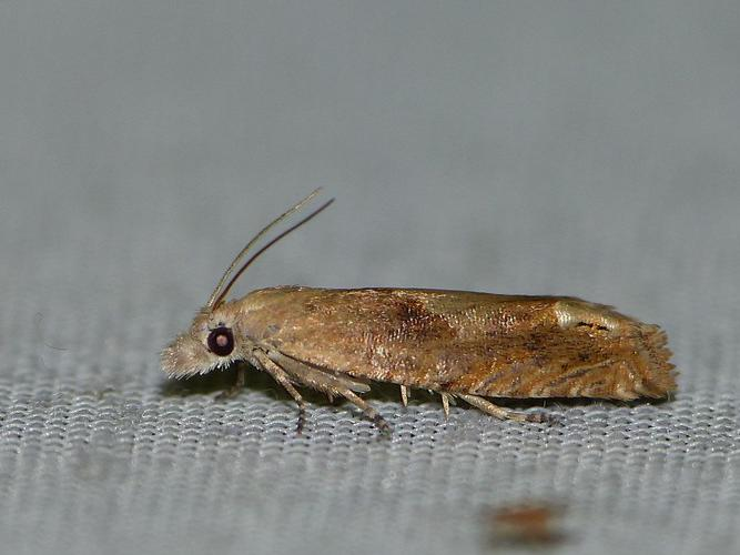 Eucosma conterminana &copy; BARBIER Simon