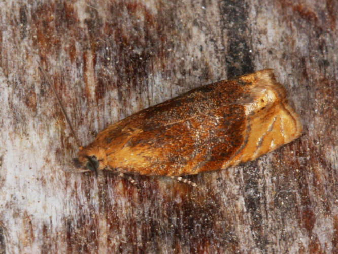 Eucosmomorpha albersana &copy; LETHEVE Xavier