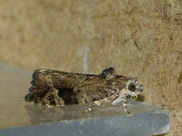 Eudemis porphyrana &copy; BARBIER Simon