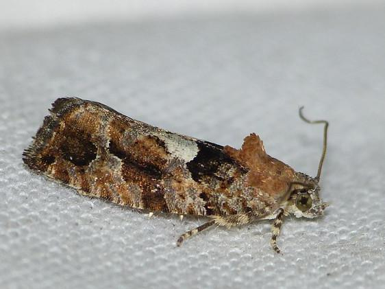 Eudemis profundana &copy; BARBIER Simon