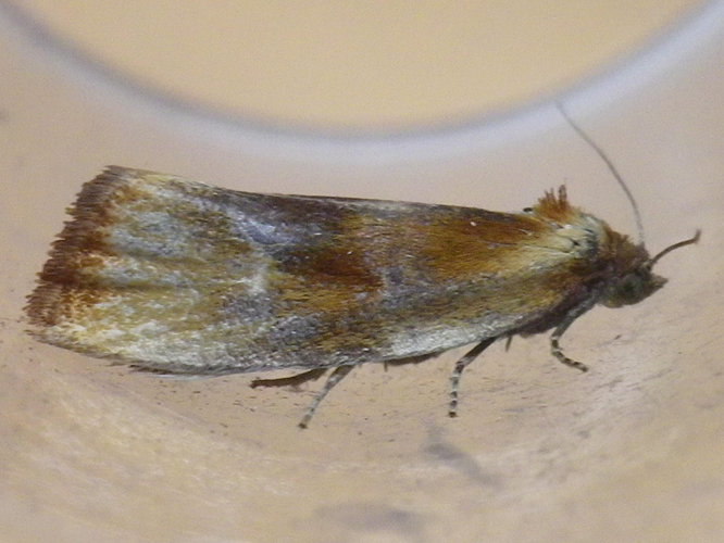 Eulia ministrana &copy; HALLART Guénael