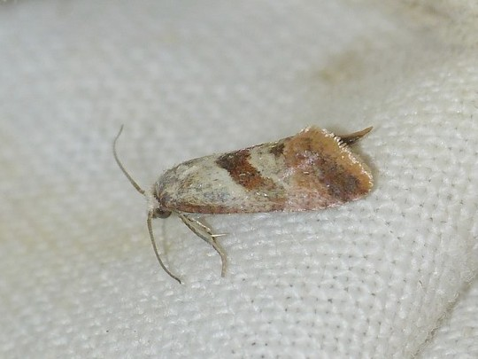 Falseuncaria ruficiliana &copy; BARBIER Simon