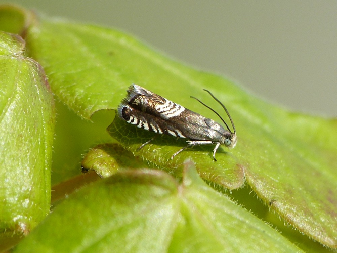 Grapholita compositella &copy; BARBIER Simon