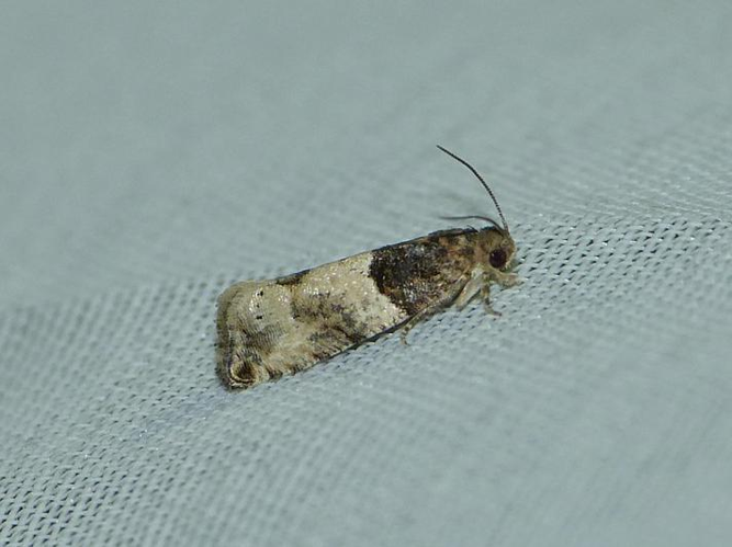 Gypsonoma aceriana © BARBIER Simon