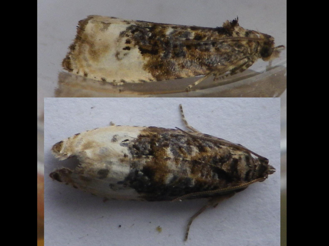 Hedya nubiferana &copy; HALLART Guénael